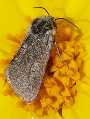 Xanthothrix ranunculi