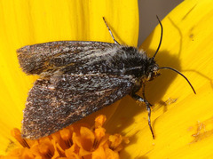 Xanthothrix ranunculi