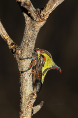 Umbonia crassicornis