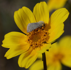 Xanthothrix ranunculi