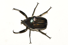 Ischnoscelis hoepfneri