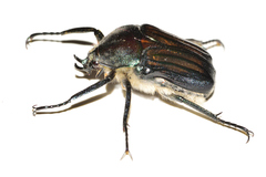 Ischnoscelis hoepfneri