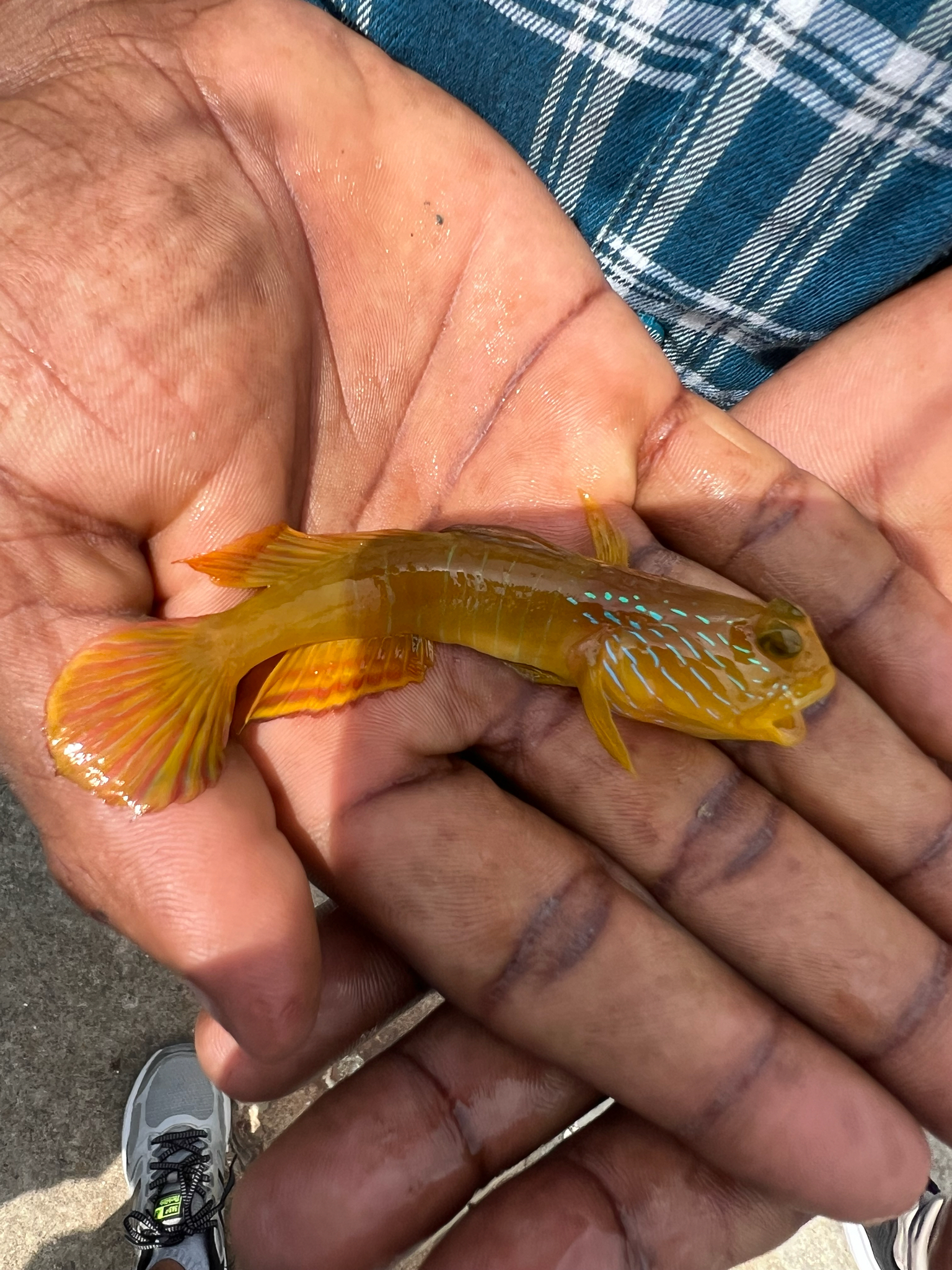 Lagoon Shrimp-Goby photo 7
