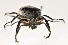 Ischnoscelis hoepfneri