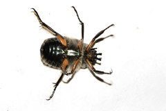 Ischnoscelis hoepfneri