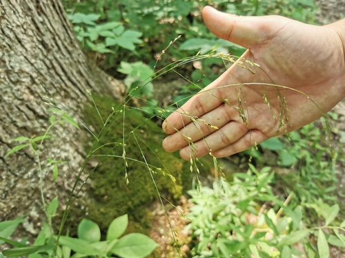 Nodding Fescue (Festuca subverticillata)