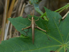 Schistocerca impleta