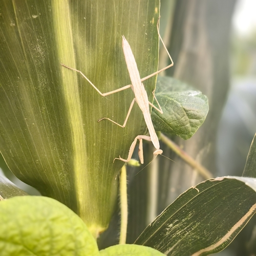Narrow-winged Mantis