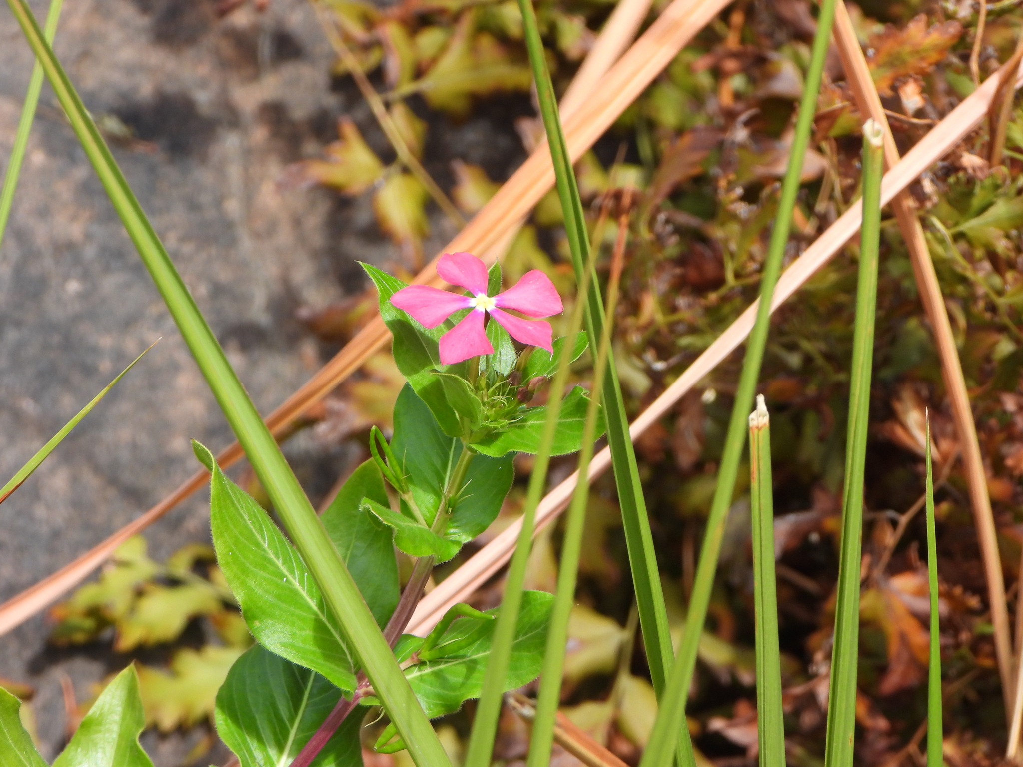 Catharanthus ovalis