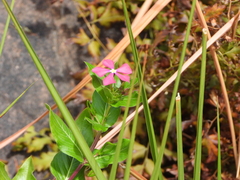 Catharanthus ovalis, photograph (c) amantedarmanin, some rights reserved (CC BY)