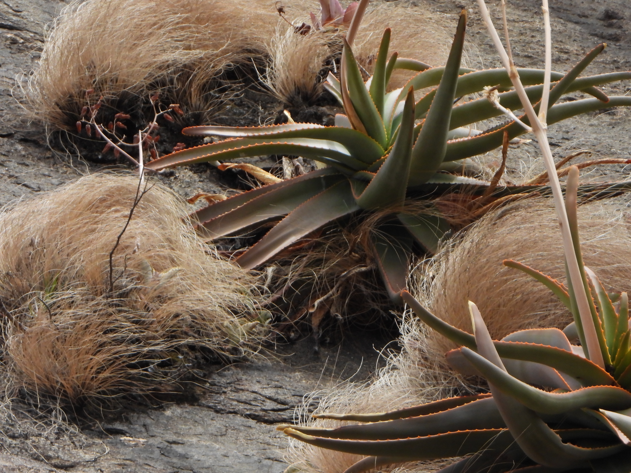Aloe ericetorum