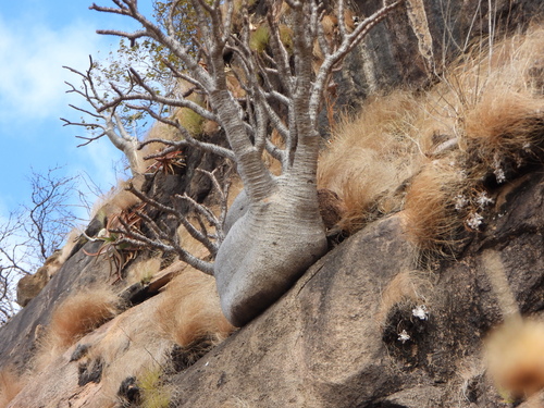 Pachypodium baronii