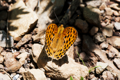 Argynnis laodice