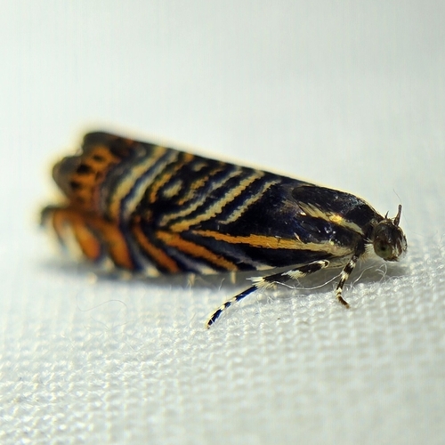 Psychedelic Jones Moth photo 3