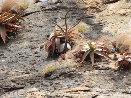 Aloe ericetorum, photograph 6