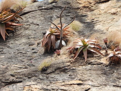 Aloe ericetorum, photograph (c) amantedarmanin, some rights reserved (CC BY)