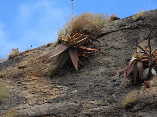 Aloe ericetorum, photograph 5
