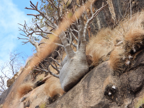 Pachypodium baronii