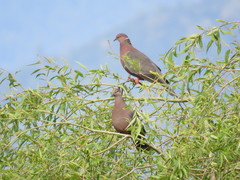 Patagioenas araucana