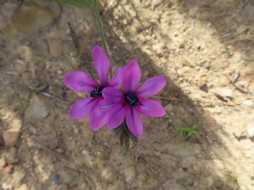 Ruens Renosterveld Bobbejaantjie (Babiana purpurea)