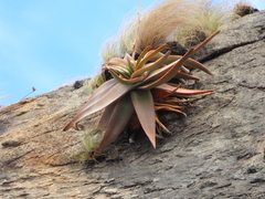 Aloe ericetorum, photograph (c) amantedarmanin, some rights reserved (CC BY)