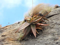 Aloe ericetorum, photograph (c) amantedarmanin, some rights reserved (CC BY)