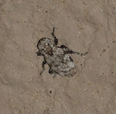 Thecesternus maculosus