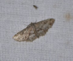 Idaea pervertipennis