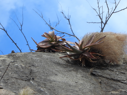 Aloe ericetorum, photograph 2