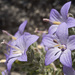 Italian Bellflower - Photo (c) Sarah Gregg, some rights reserved (CC BY-NC)