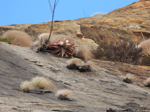 Aloe ericetorum, photograph 1
