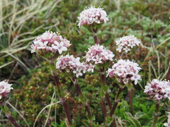 Valeriana carnosa