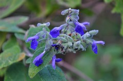 Salvia melissodora