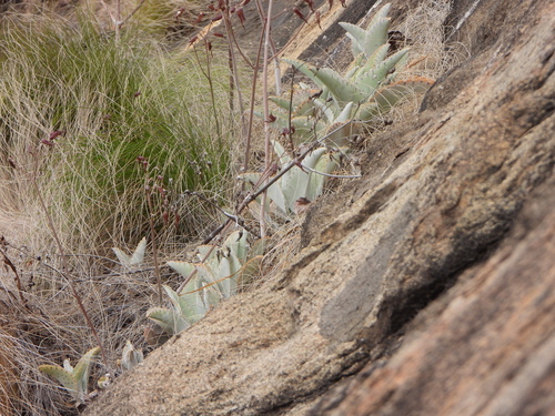 Donkey Ears (Kalanchoe gastonis)