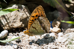Argynnis laodice