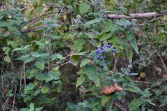 Salvia melissodora