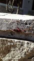 Chydarteres striatus