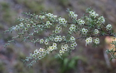 Kunzea linearis