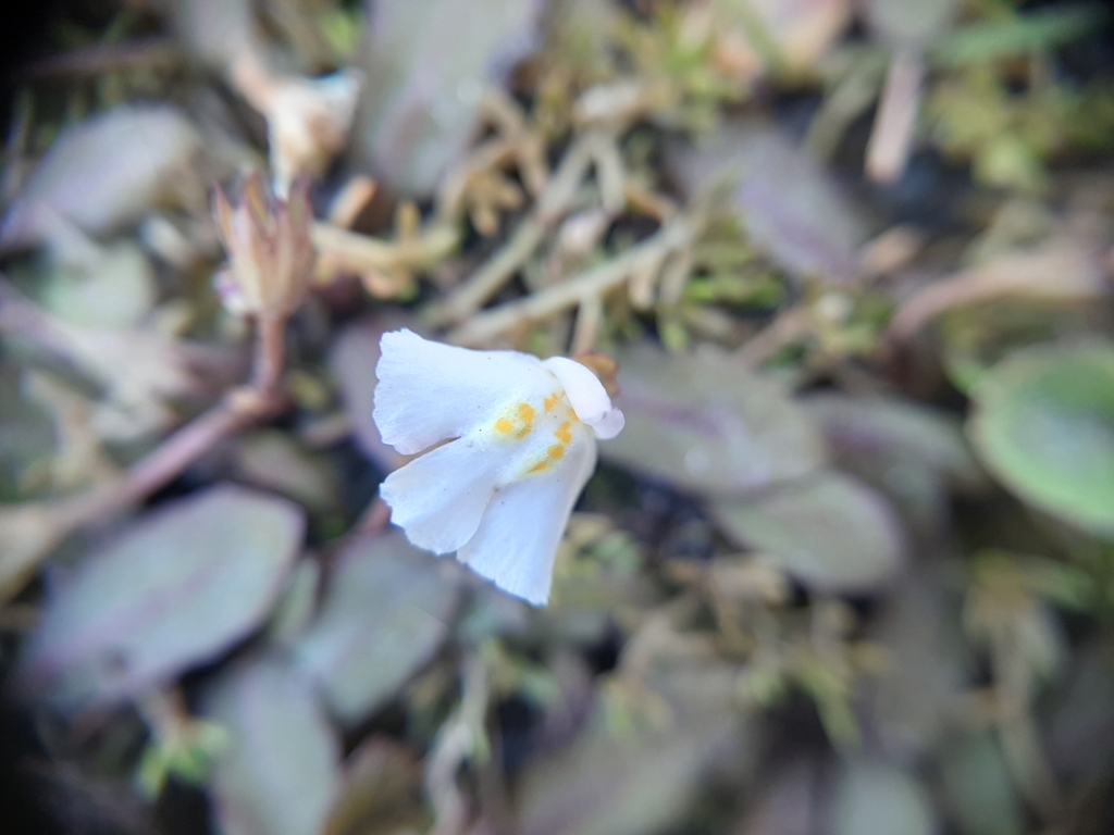 Mazus novaezeelandiae (Mazus novaezeelandiae)