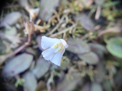 Mazus novaezeelandiae