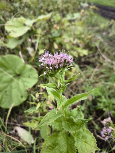 Saussurea acuminata iNat (3)