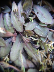 Mazus novaezeelandiae
