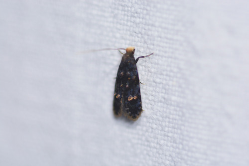 Pelecystola melanchares