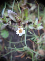 Gratiola sexdentata
