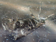 Prochoreutis dyarella