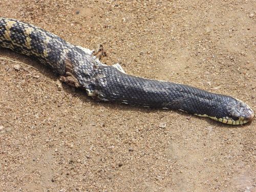 Giant Madagascan Hognose Snake
