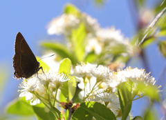 Callophrys johnsoni