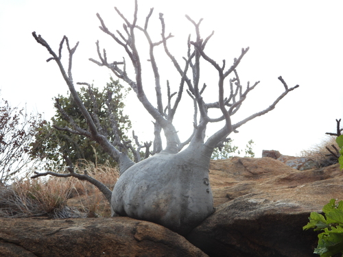 Pachypodium baronii