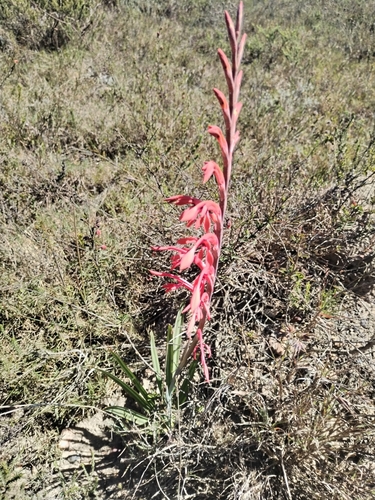 Salmon Reedpipe (Tritoniopsis intermedia)