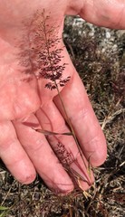 Eragrostis amabilis